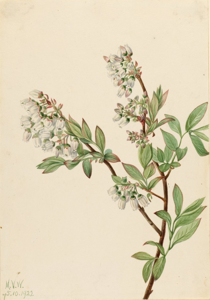  av Mary Vaux Walcott