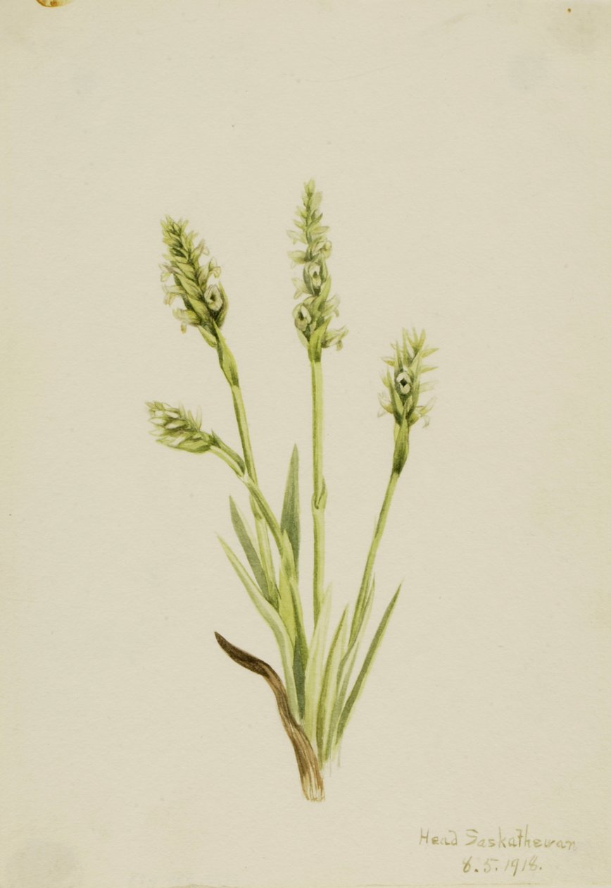 Hettegenser for dame Ibidium strictum, 1918. av Mary Vaux Walcott
