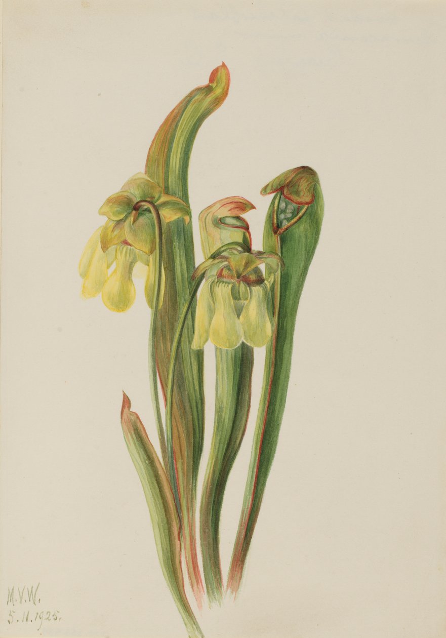  av Mary Vaux Walcott