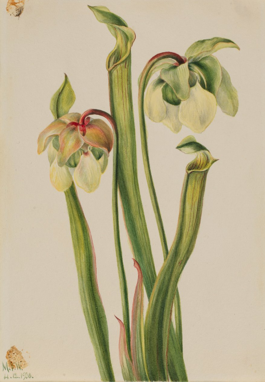  av Mary Vaux Walcott