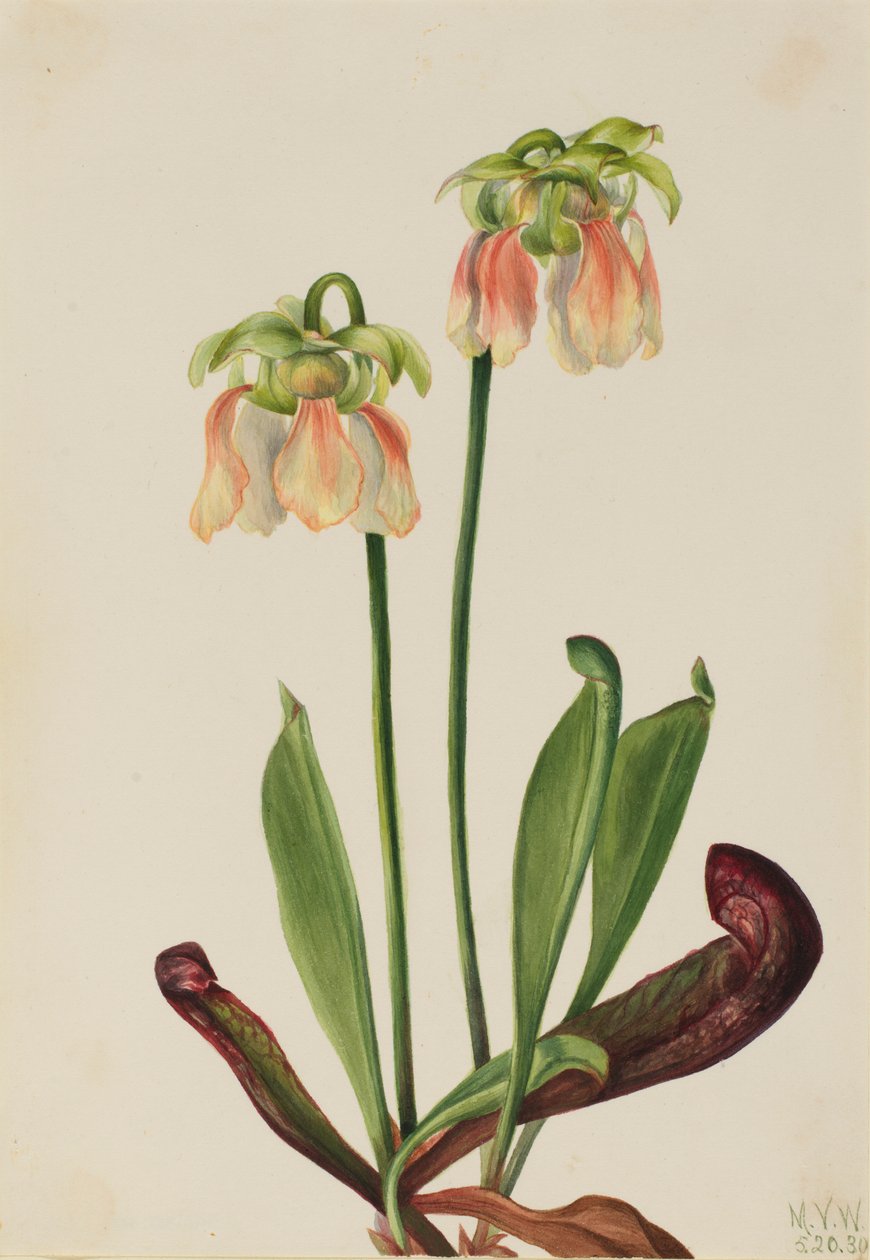  av Mary Vaux Walcott