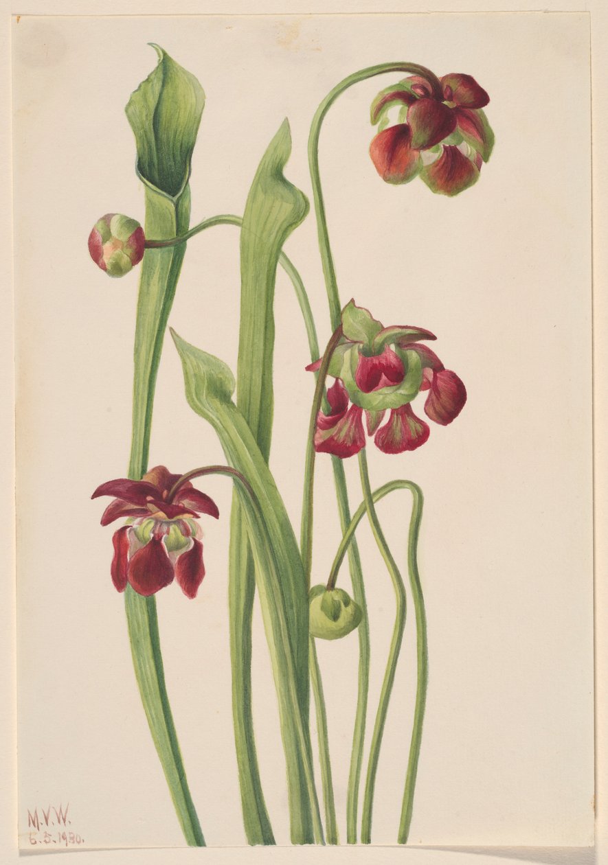  av Mary Vaux Walcott