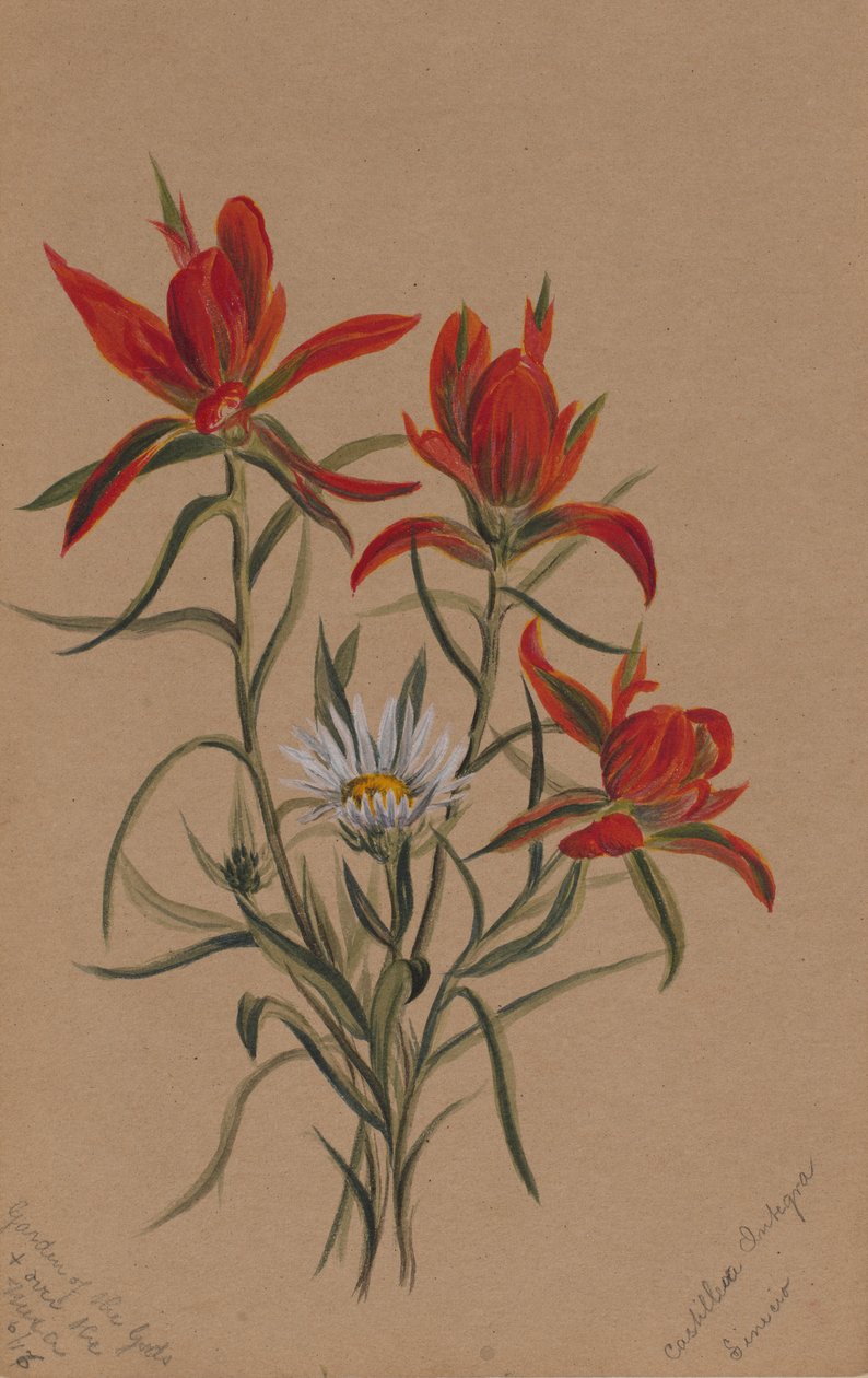  av Mary Vaux Walcott