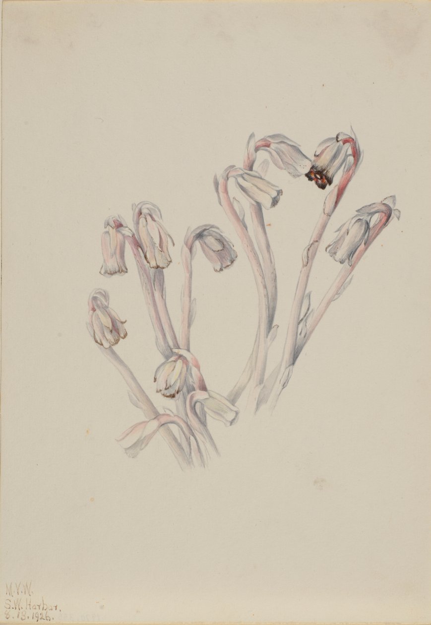  av Mary Vaux Walcott