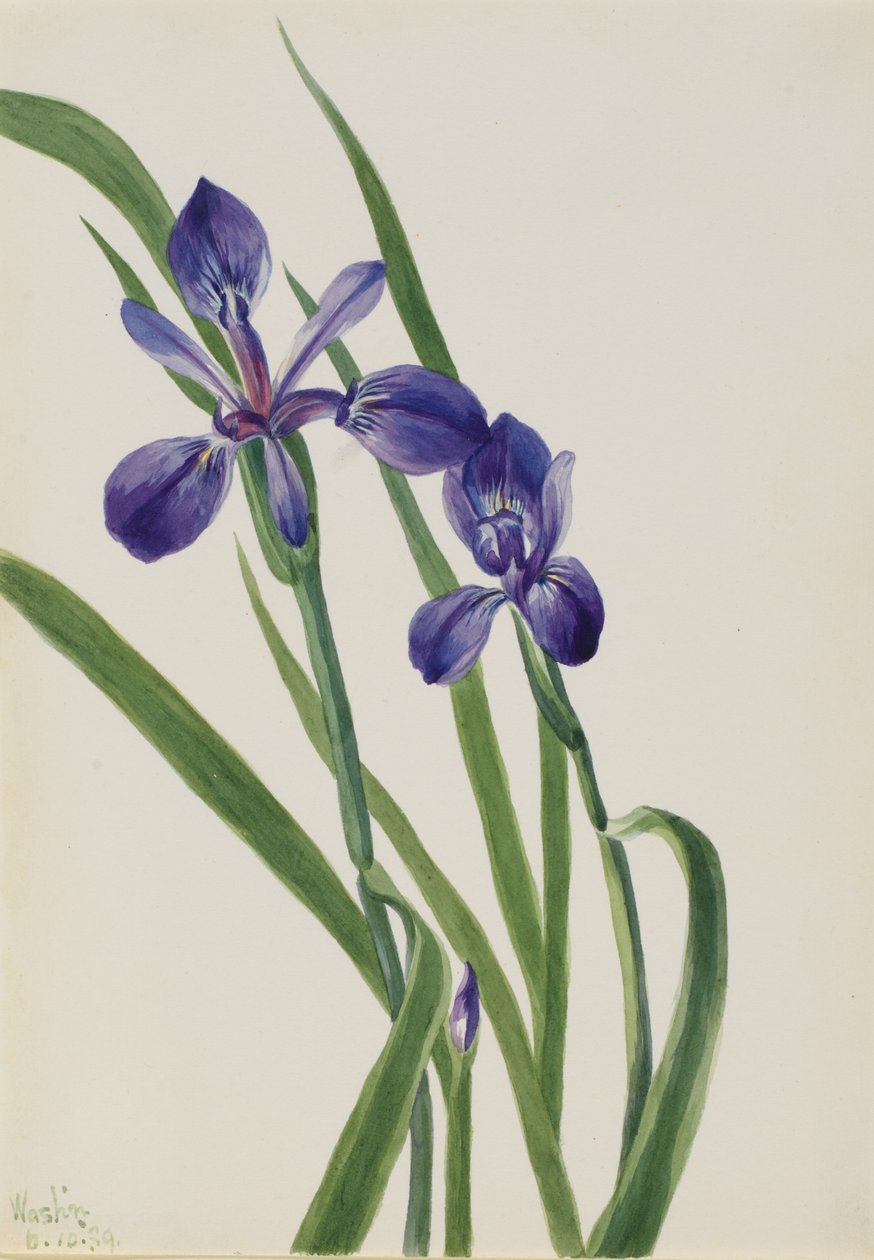  av Mary Vaux Walcott