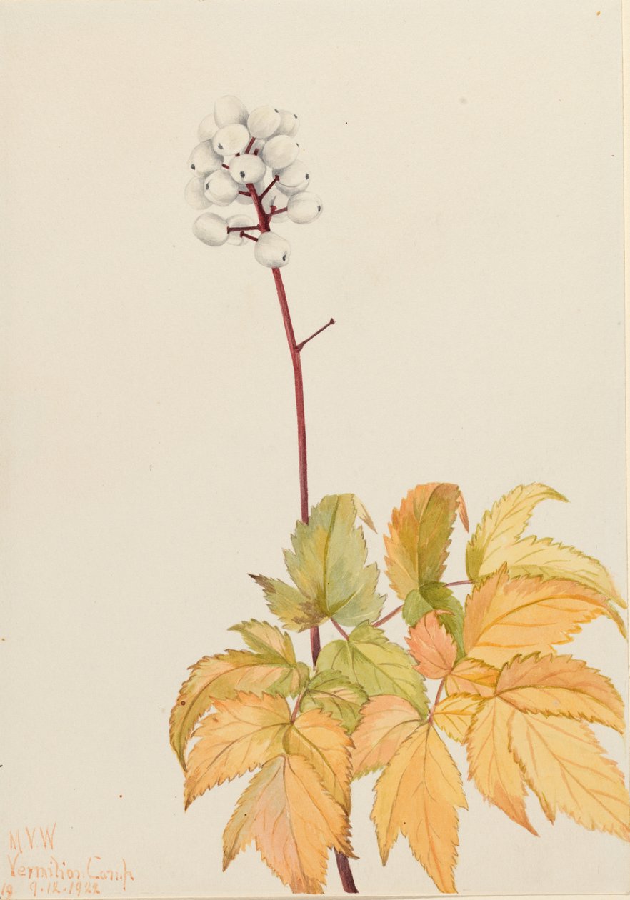  av Mary Vaux Walcott