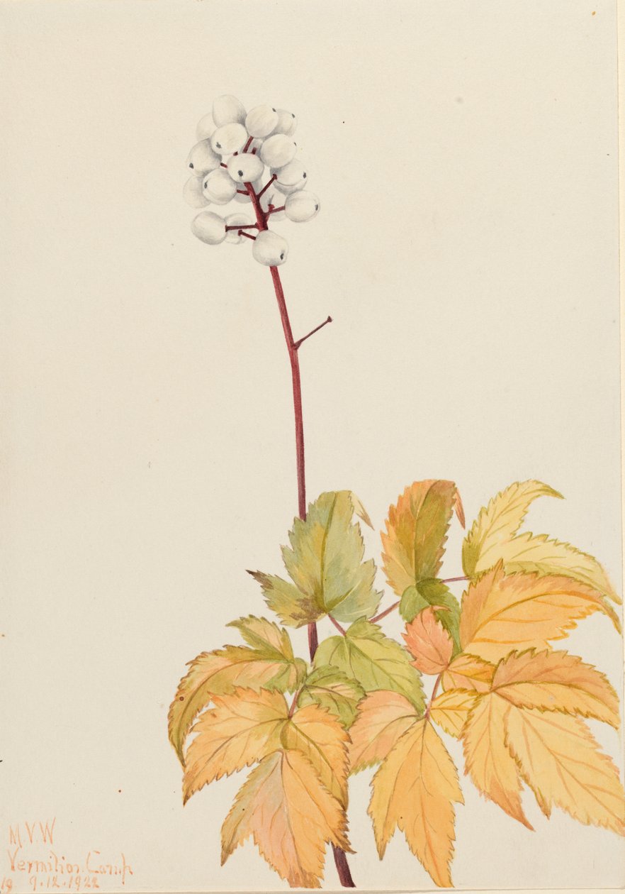 Ivory Baneberry Actaea arguta, 1922 av Mary Vaux Walcott