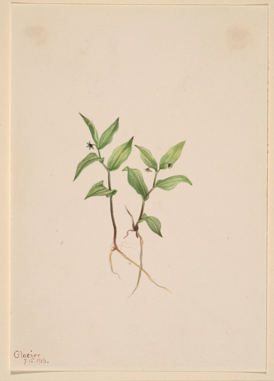  av Mary Vaux Walcott
