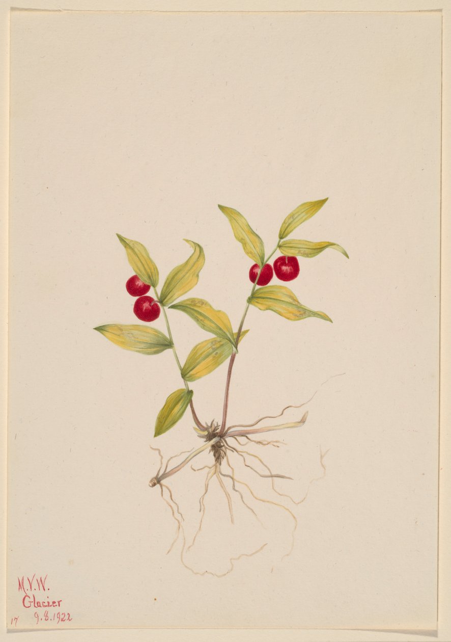  av Mary Vaux Walcott