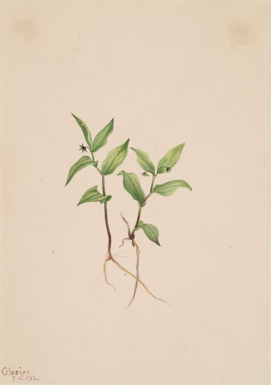 Kruhsea Kruhsea streptopoides, 1913. av Mary Vaux Walcott