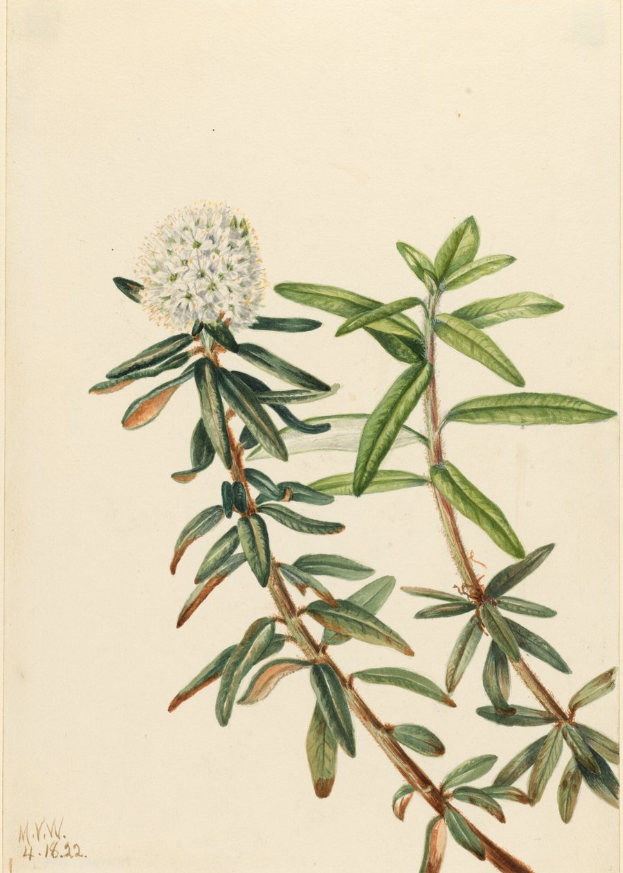  av Mary Vaux Walcott