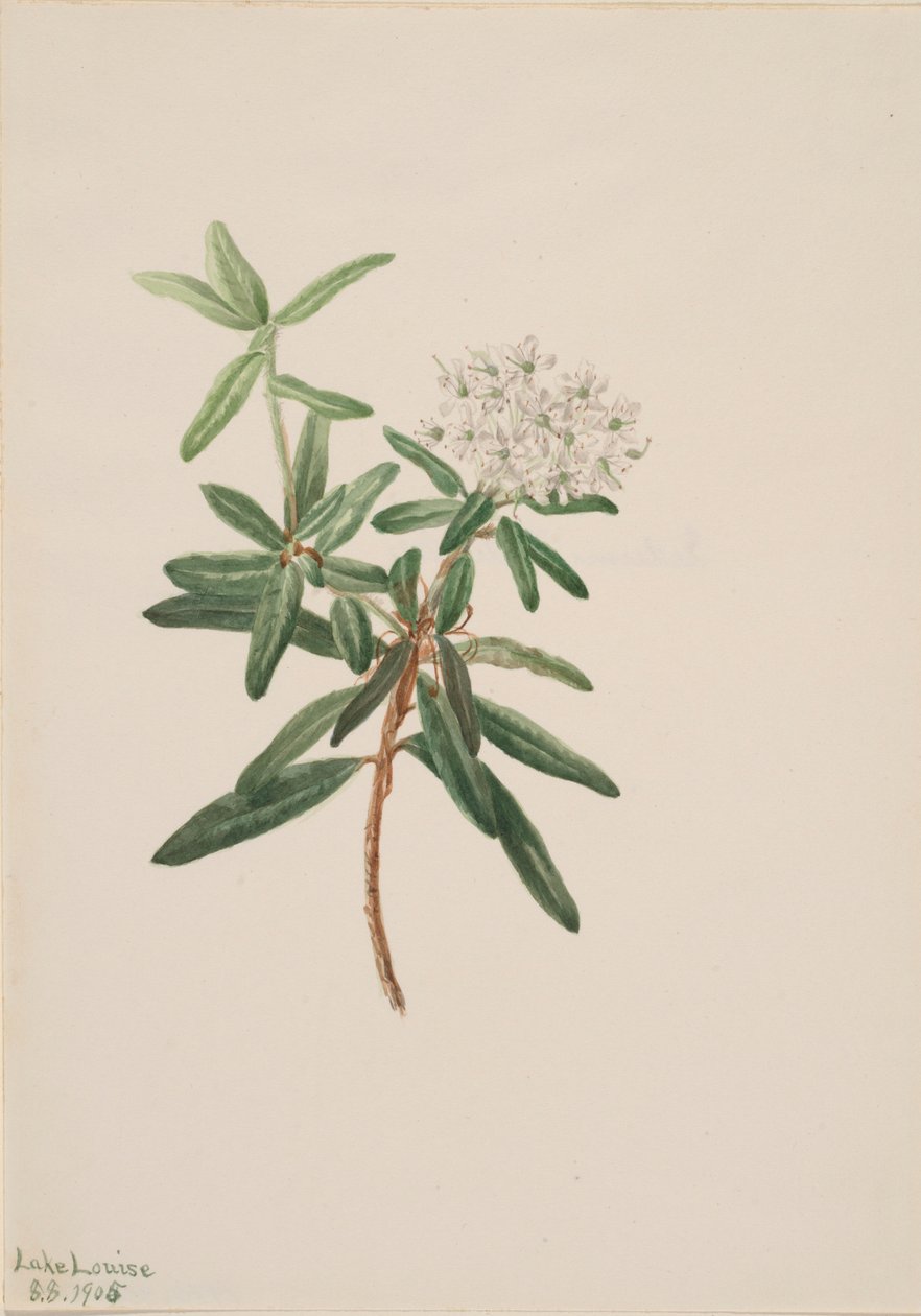  av Mary Vaux Walcott