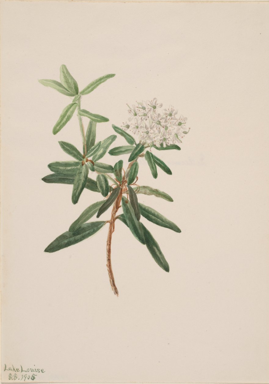 Labrador Tea Grønlandsis, 1905. av Mary Vaux Walcott