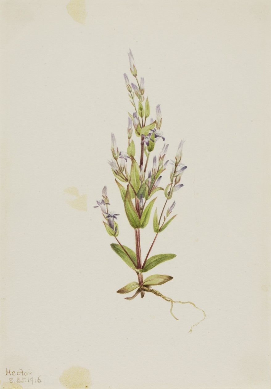  av Mary Vaux Walcott