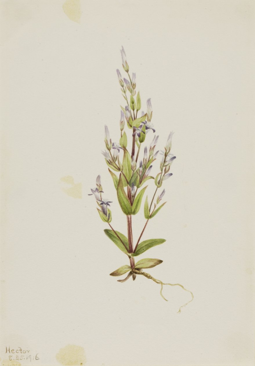 Stige Gentian Gentiana acuta, 1916. av Mary Vaux Walcott