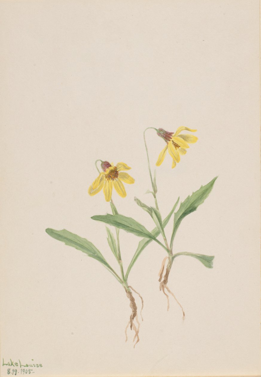  av Mary Vaux Walcott