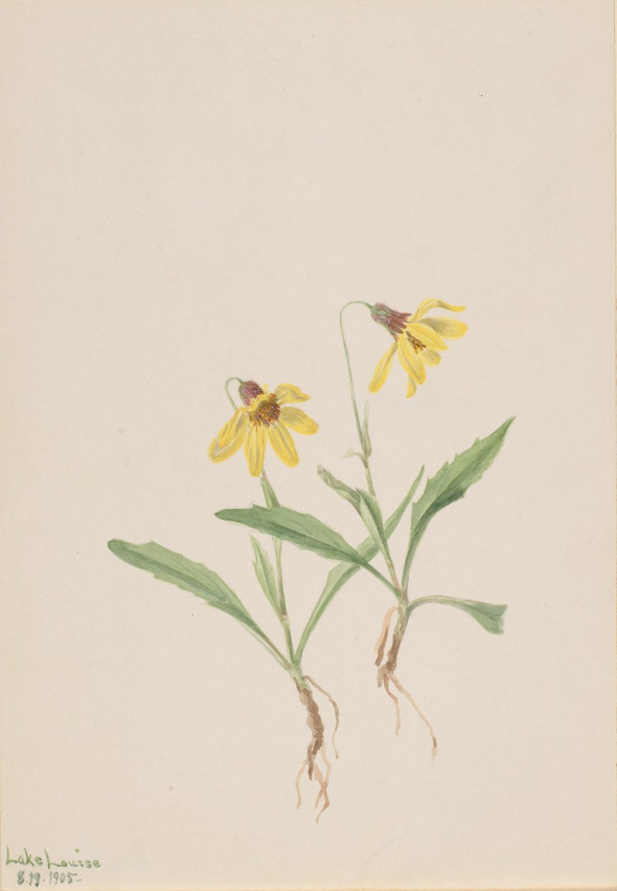 Lake Louise Arnica Arnica louisiana, 1905. av Mary Vaux Walcott