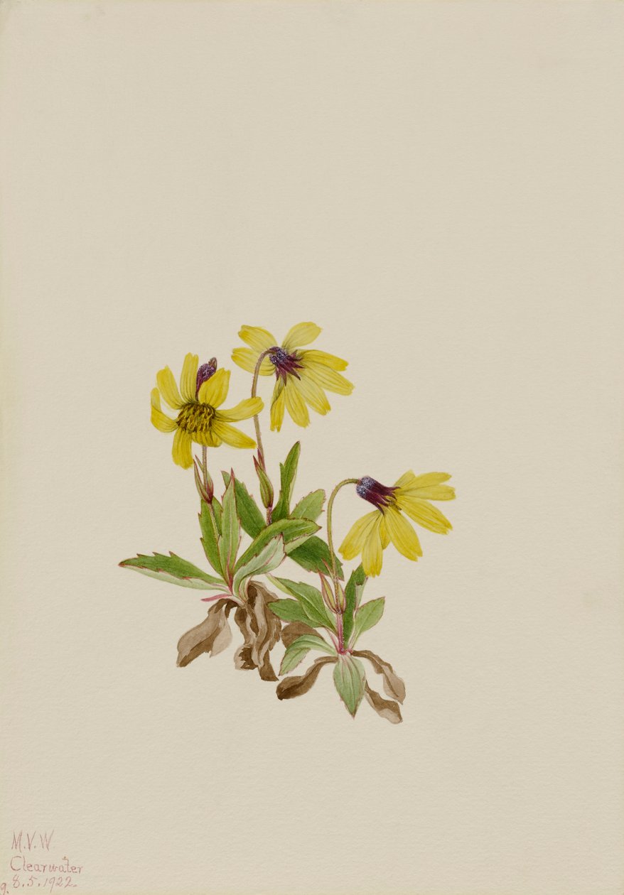 Lake Louise Arnica Arnica louisiana, 1922. av Mary Vaux Walcott