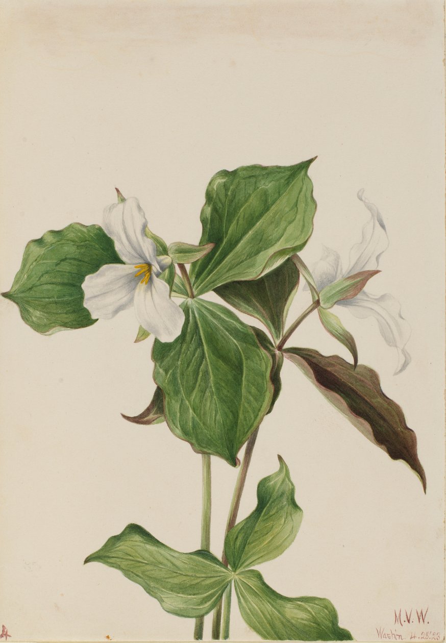  av Mary Vaux Walcott