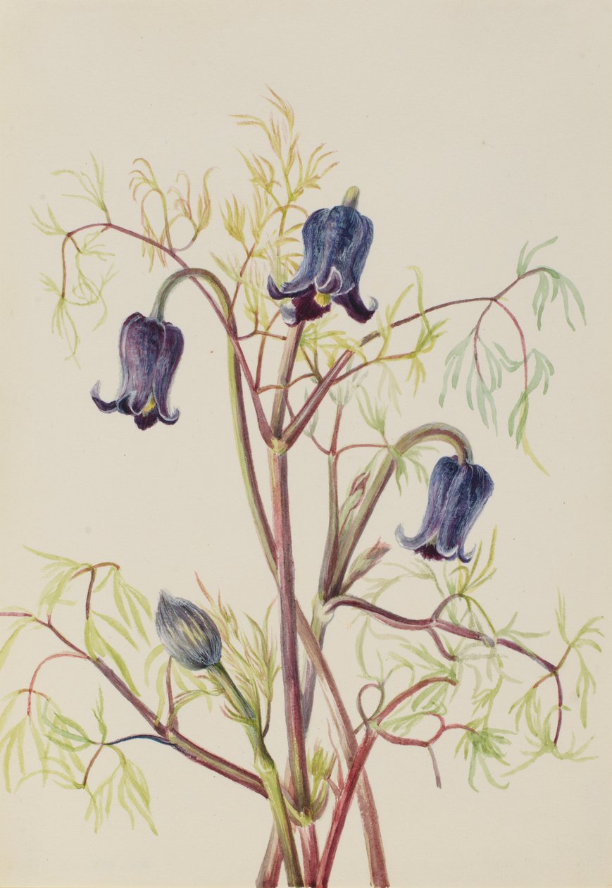  av Mary Vaux Walcott