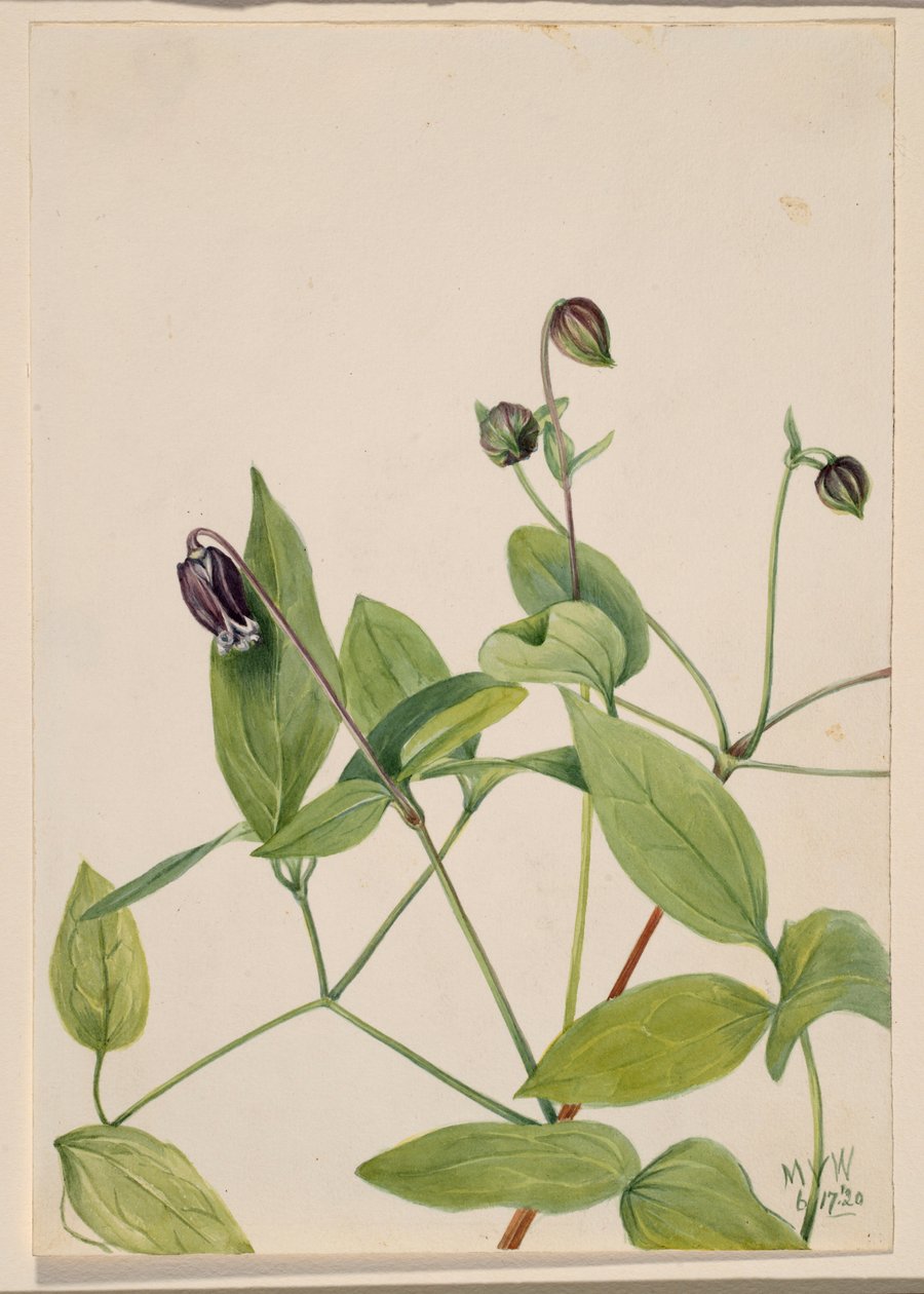  av Mary Vaux Walcott