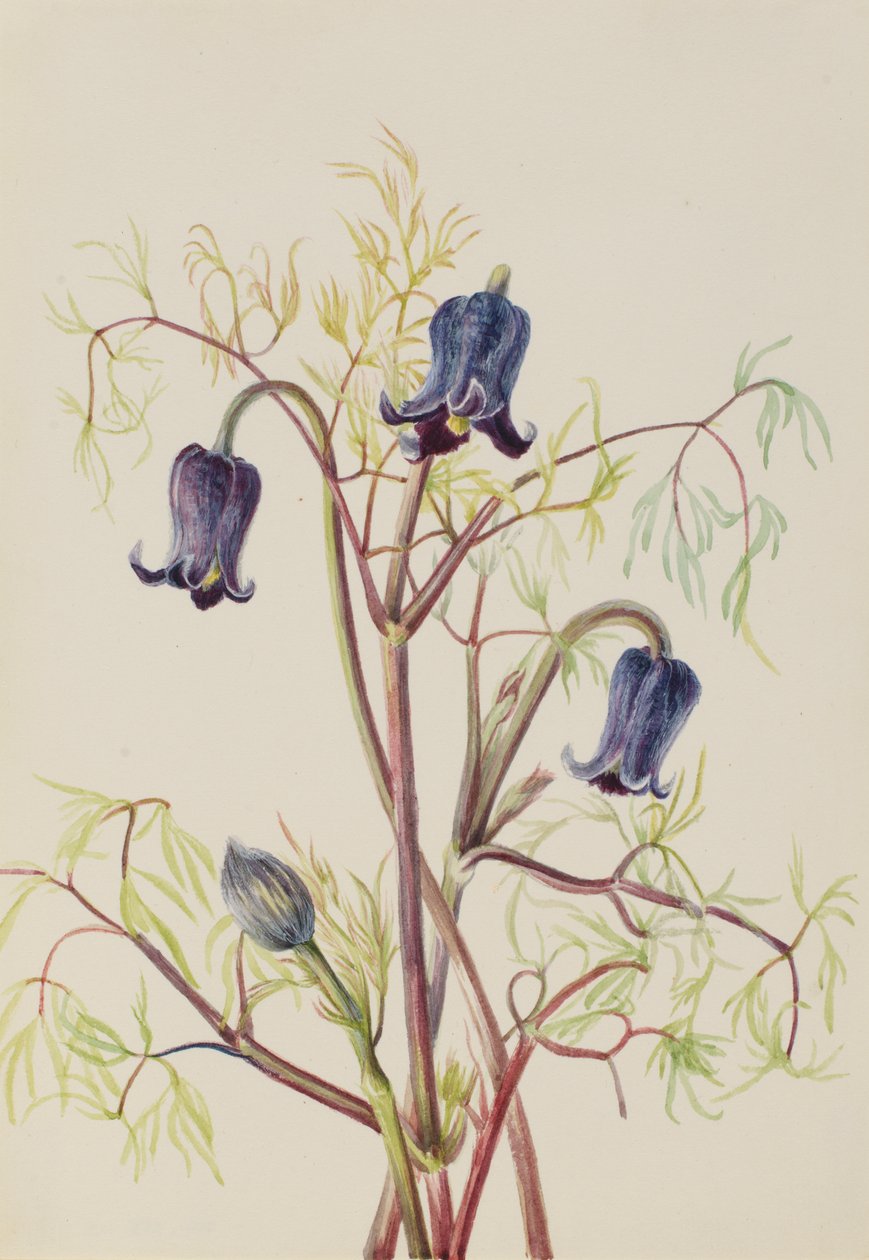 Skinnblomst Clematis hirsutissima, ca. 1930-tallet. av Mary Vaux Walcott