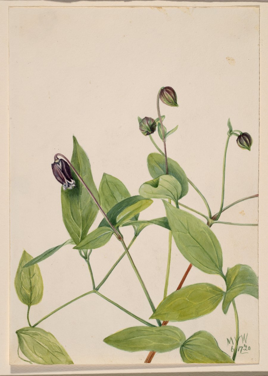 Skinnblomst Clematis viorna, 1920. av Mary Vaux Walcott