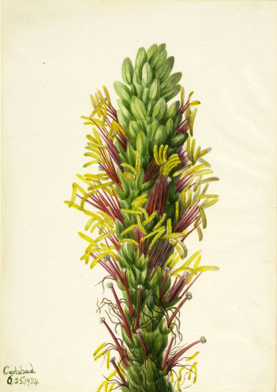 Salat Agava salat, av Mary Vaux Walcott
