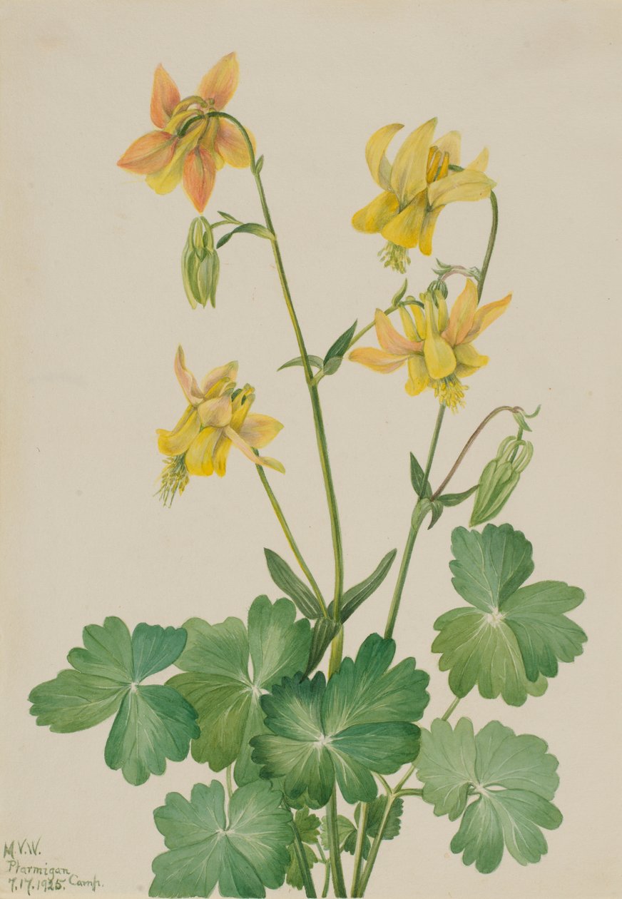  av Mary Vaux Walcott