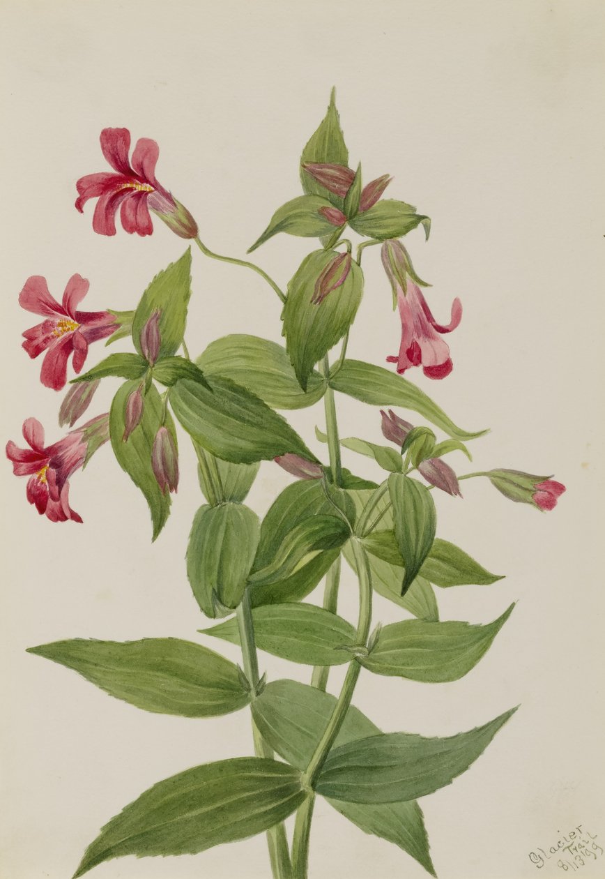  av Mary Vaux Walcott