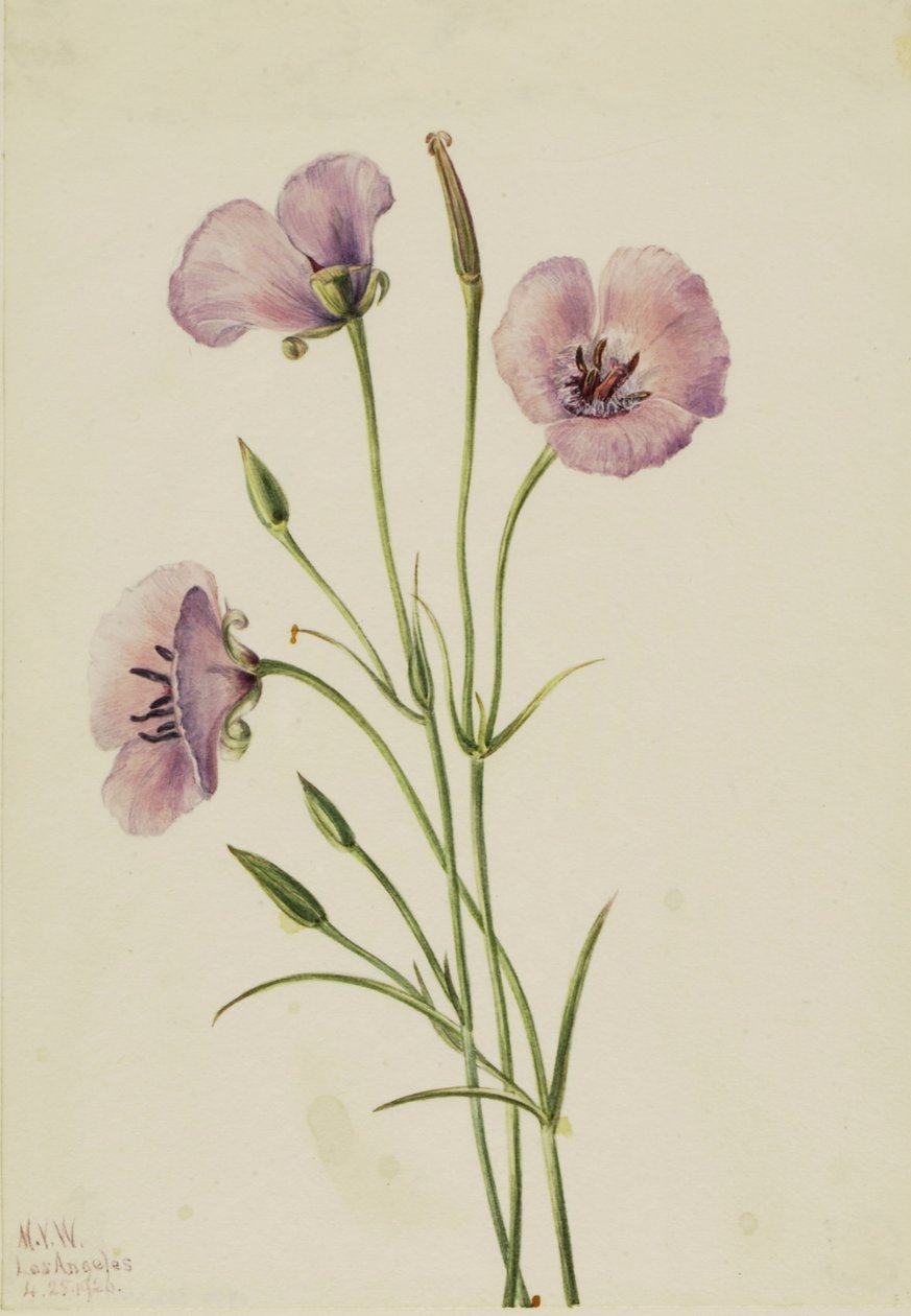  av Mary Vaux Walcott