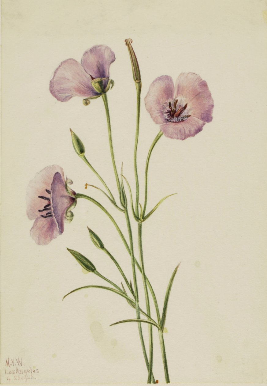 Syrin Mariposa Calochortus strålende, 1926. av Mary Vaux Walcott
