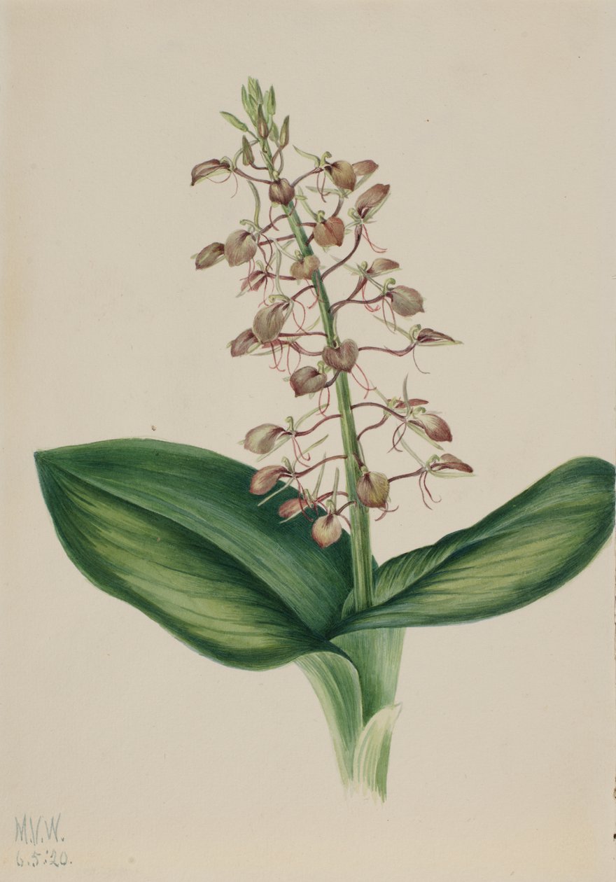 Lily Twybulade Liparis liliifolia, 1920. av Mary Vaux Walcott