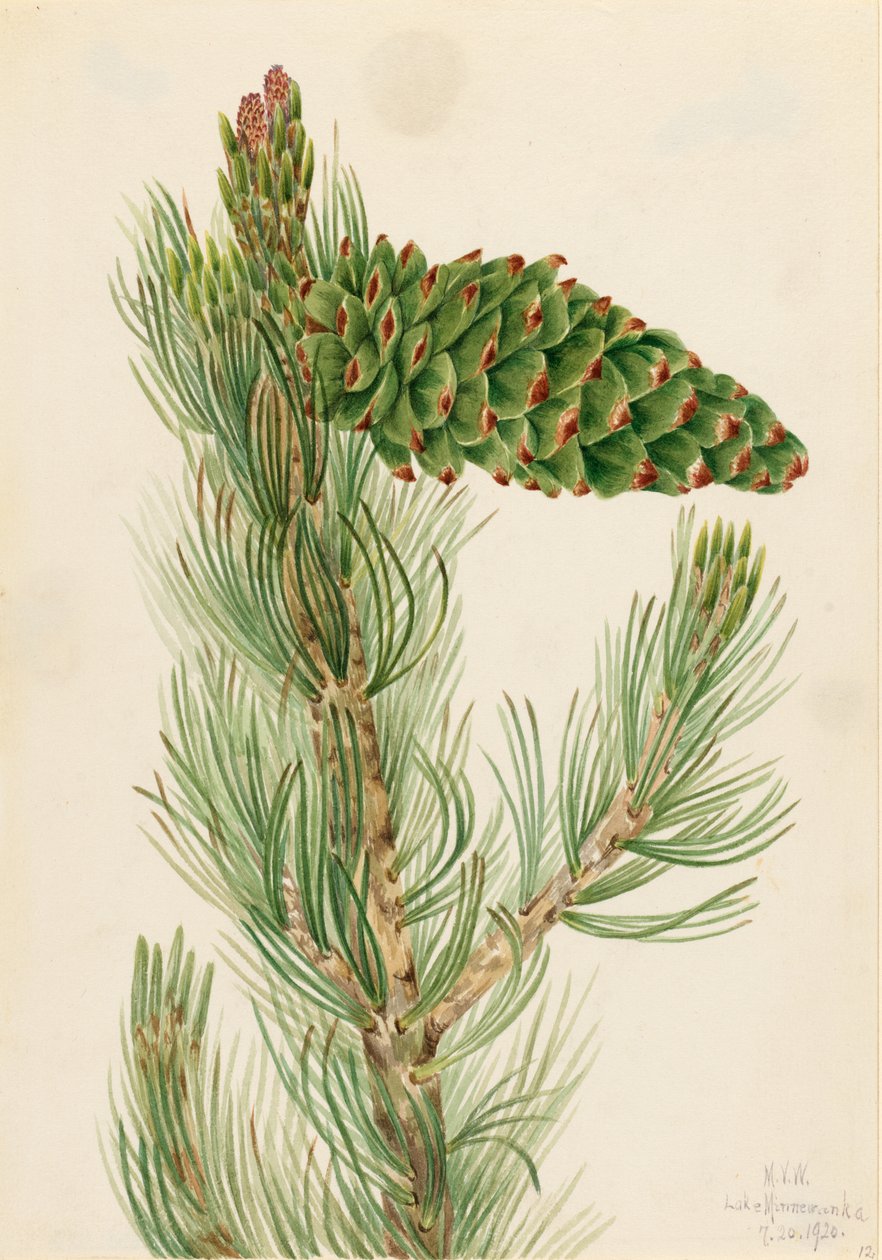  av Mary Vaux Walcott