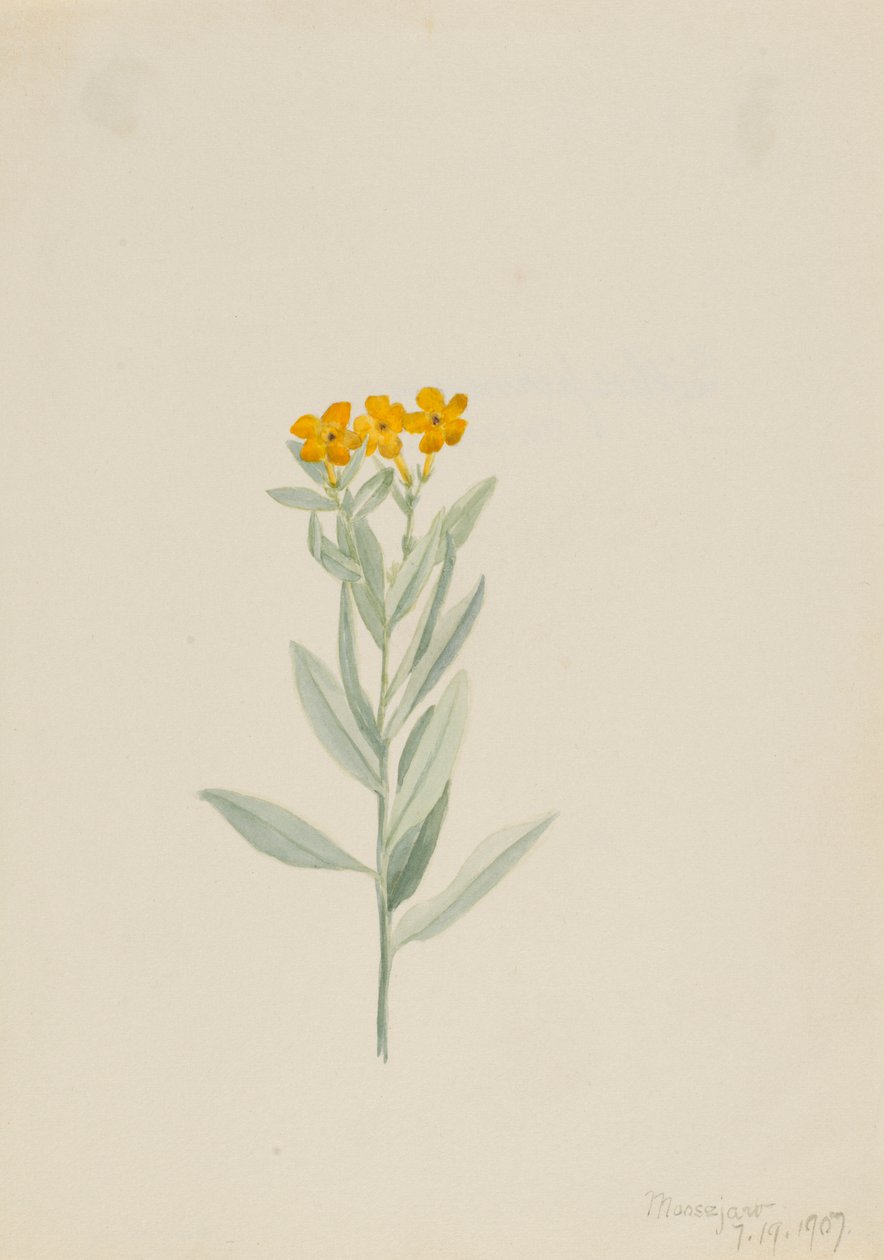  av Mary Vaux Walcott