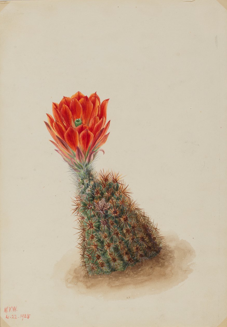  av Mary Vaux Walcott
