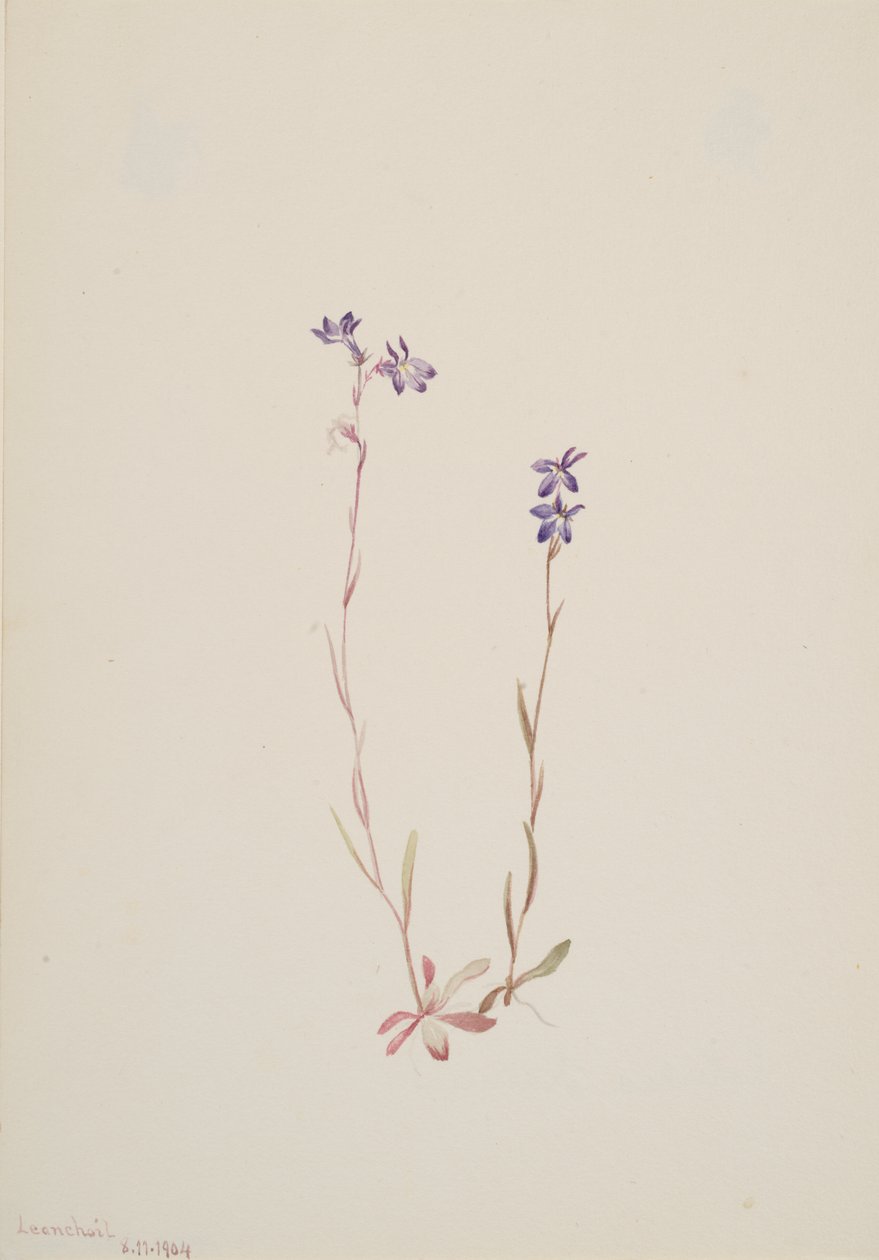Lobelia Kalmii, 1904. av Mary Vaux Walcott