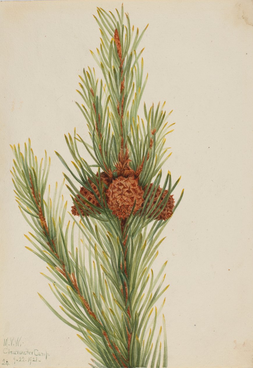  av Mary Vaux Walcott