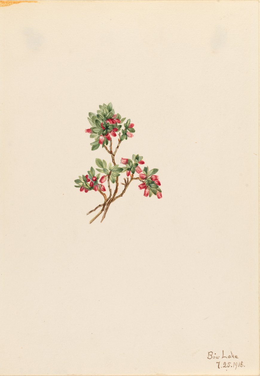  av Mary Vaux Walcott