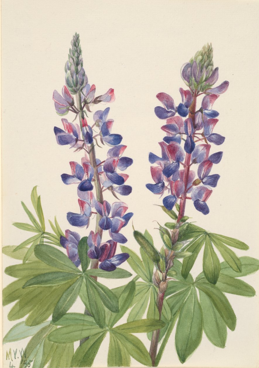 Lupin Lupinus fornosus, 1935. av Mary Vaux Walcott