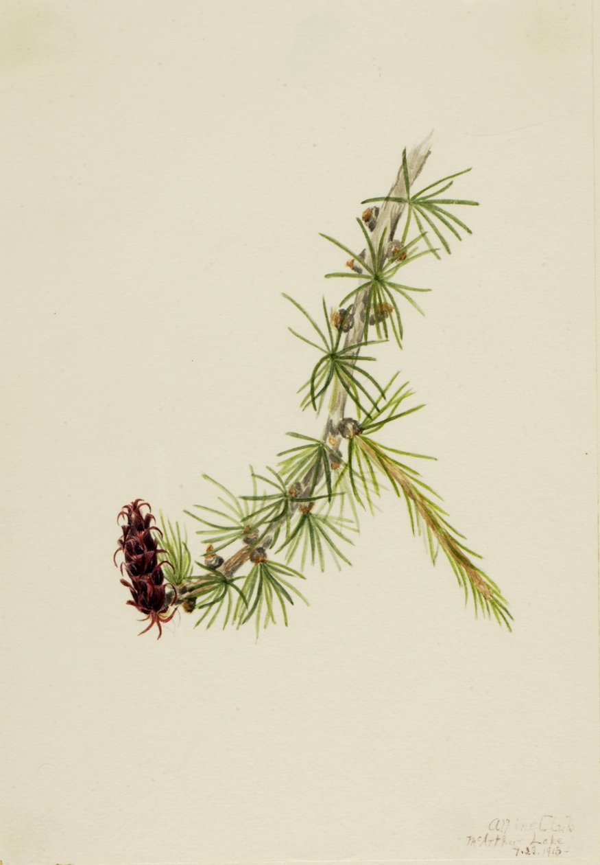  av Mary Vaux Walcott