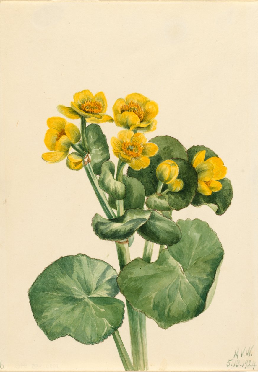  av Mary Vaux Walcott