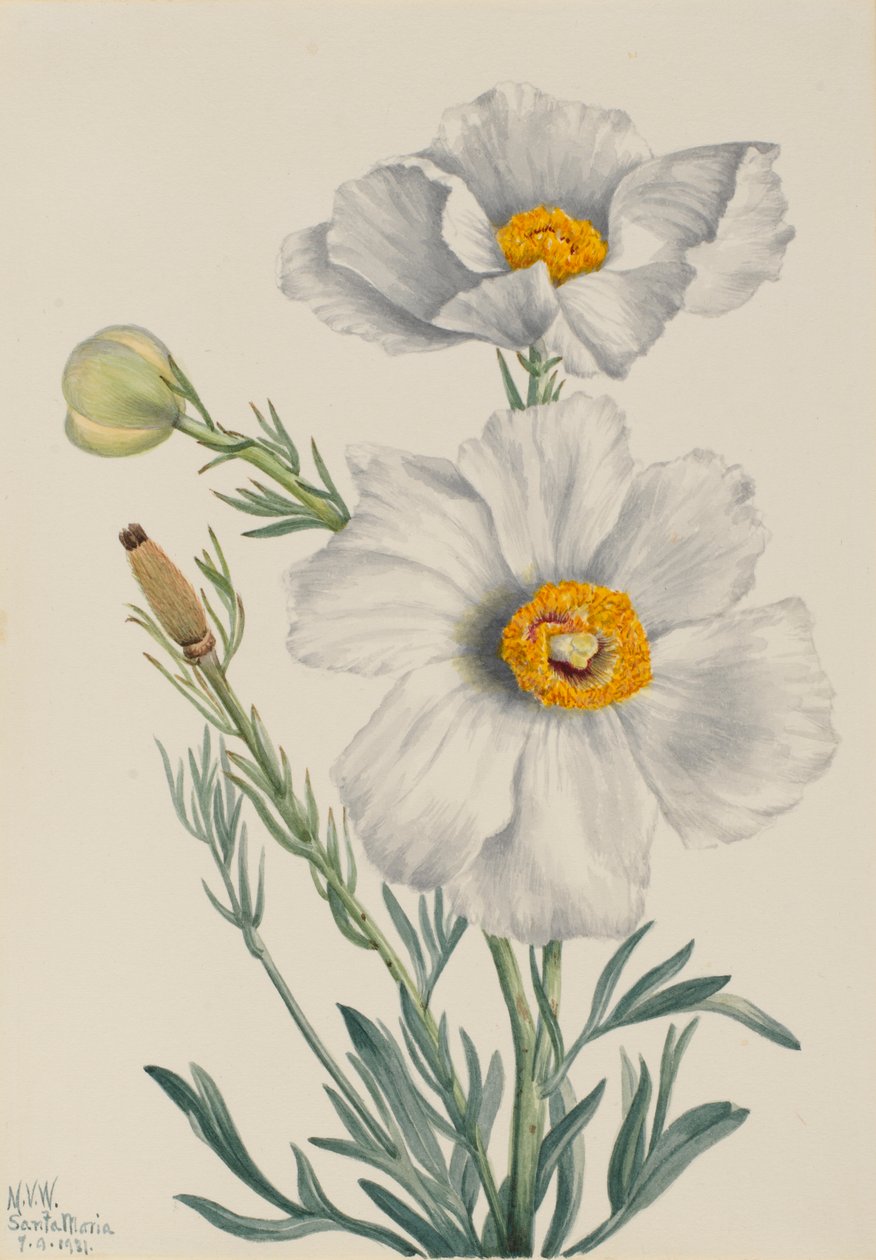  av Mary Vaux Walcott