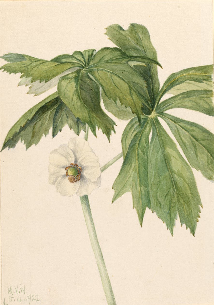  av Mary Vaux Walcott