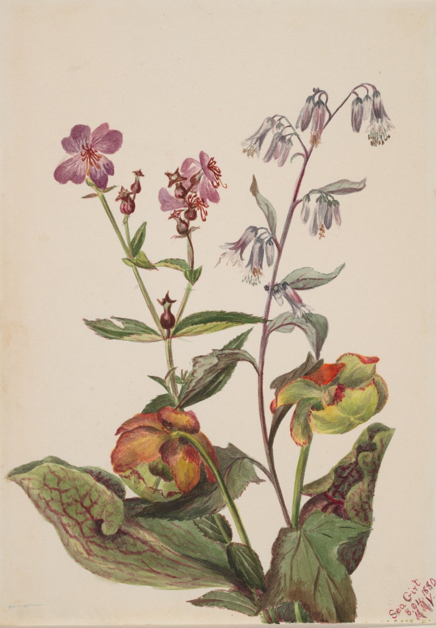 Meadow Beauty Rhexia virginica, klapperslange Roat Nabalus albus, Pitcherplant..., 1880. av Mary Vaux Walcott