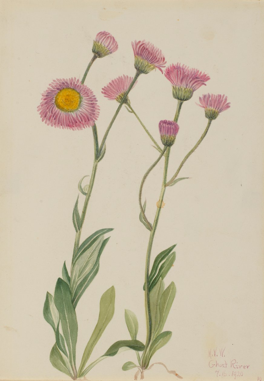  av Mary Vaux Walcott