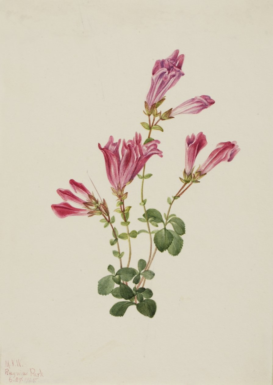  av Mary Vaux Walcott
