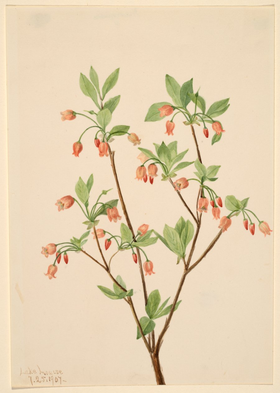  av Mary Vaux Walcott
