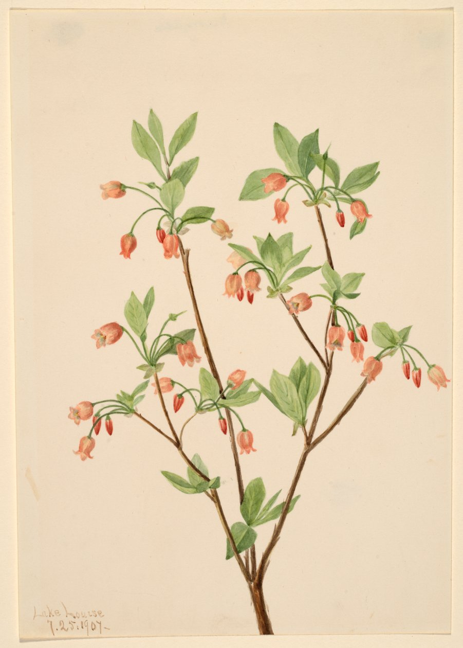 Menziesea Menziesea glabella, 1907. av Mary Vaux Walcott