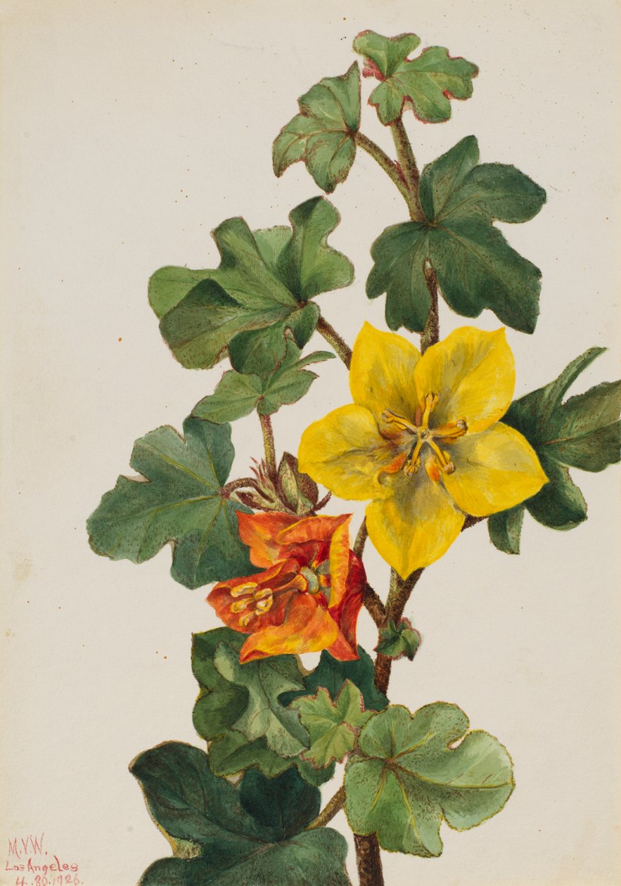 Meksikanske Fremontia Fremontodendron mexicanum, 1926. av Mary Vaux Walcott